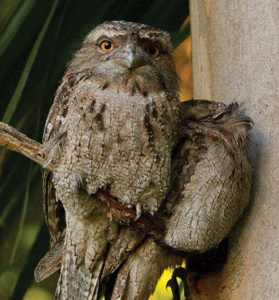 The Tawny Frogmouth, Australia's finest bird, and Northern Beaches' greatest magazine