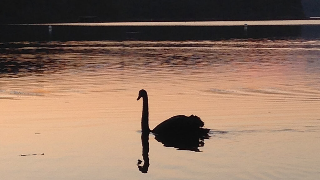 Black swan on Manly lagoon