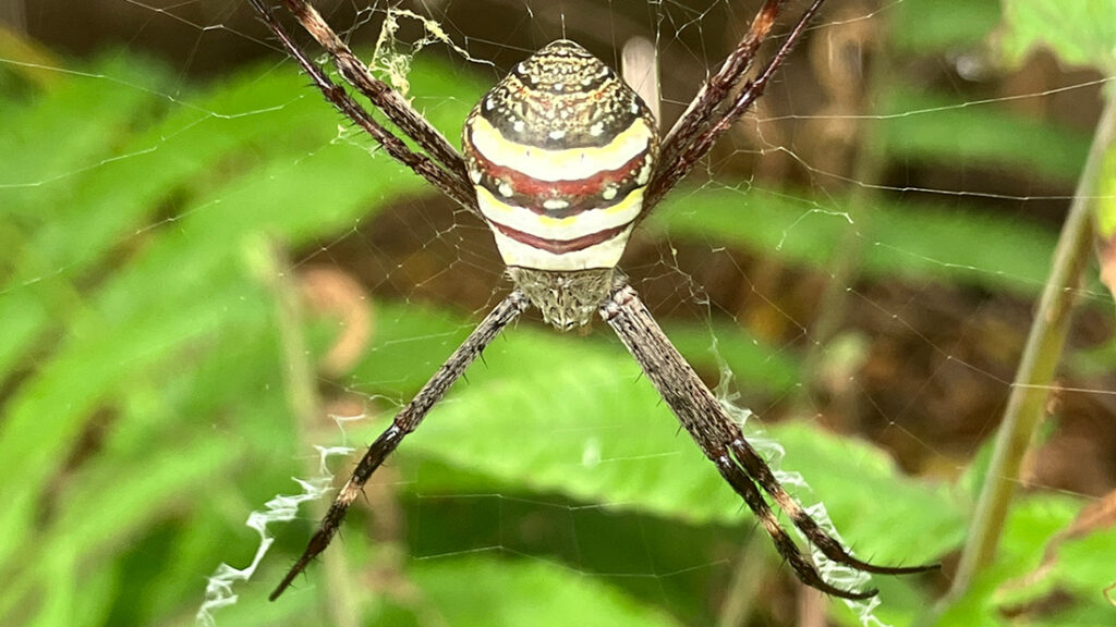 Northern beaches local - St Andrew's Cross spider