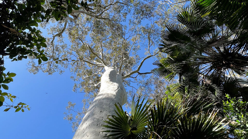 Treetops at Angophora Reserve