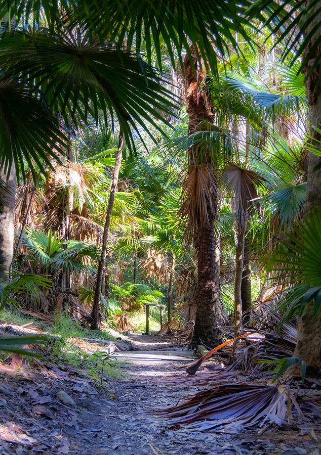 Explore Northern Beaches and visit Angophora Reserve