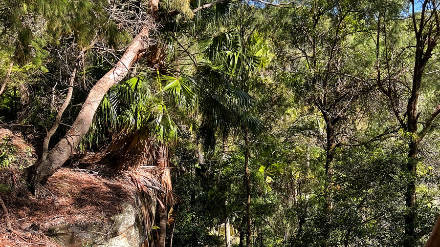 Angophora Reserve