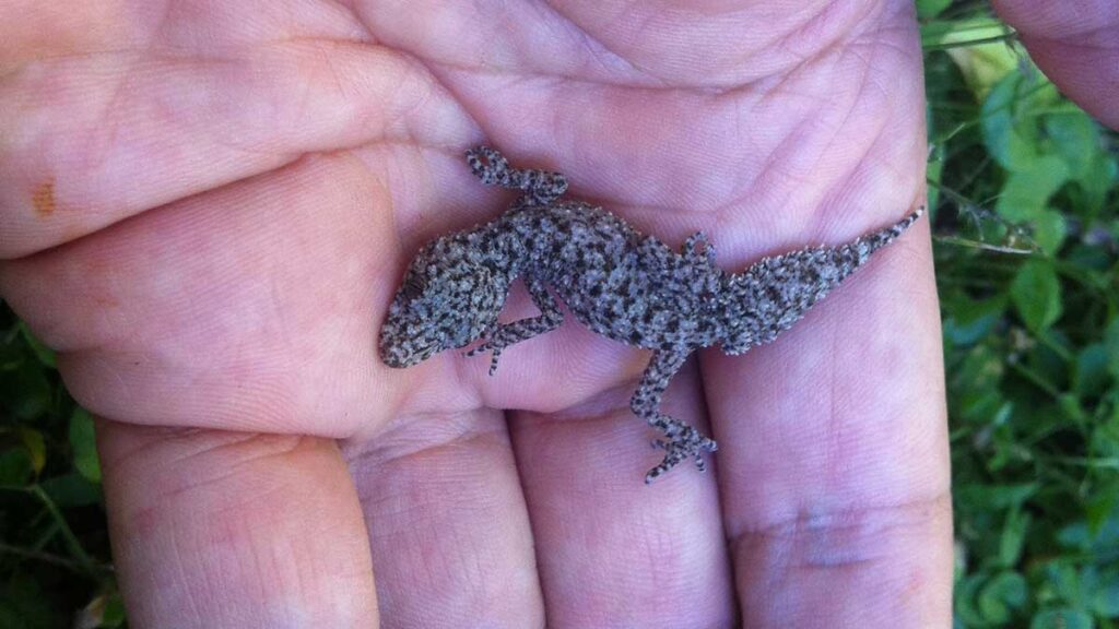 Re-wild your backyard and a Southern Leaf Tailed Gecko (baby) may move in