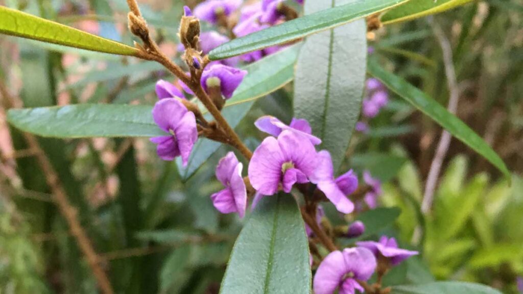 Re-wild your backyard with Hardenbergia